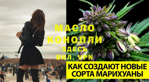 сатива Аркадак